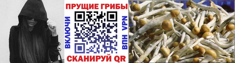 Купить закладки  Когалым  Псилоцибиновые грибы Psilocybine cubensis 